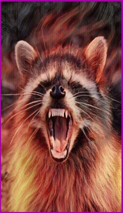 The Raccoon Power Animal