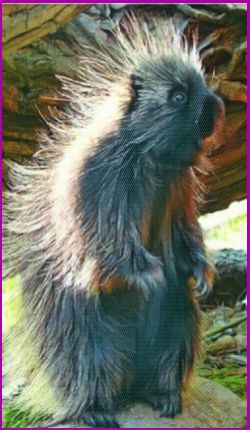 Meanings for your Spirit Animal Guides with The Porcupine Animal Spirit