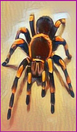 The Spider Power Animal