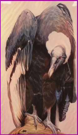 Meanings for your Spirit Animal Guides with The Vulture Animal Spirit