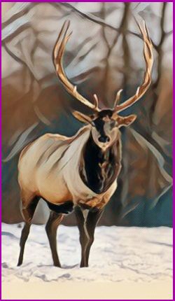 The Elk Power Animal