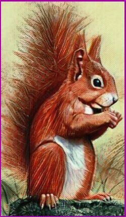 The Squirrel Power Animal